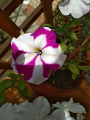 Petunia × atkinsiana