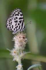 Castalius rosimon