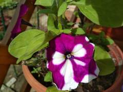 Petunia × atkinsiana
