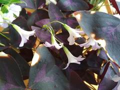 Oxalis triangularis