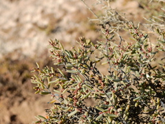 Suaeda divaricata