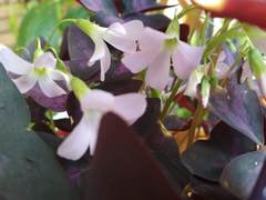Oxalis triangularis
