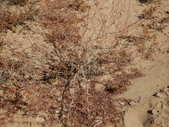 Prosopis strombulifera