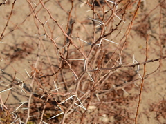 Prosopis strombulifera