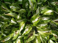 Hosta