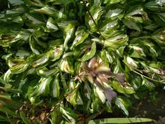 Hosta