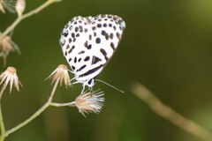 Castalius rosimon