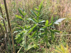 Heracleum sphondylium sibiricum