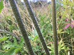 Heracleum sphondylium sibiricum