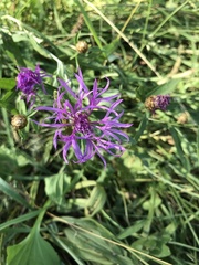 Centaurea phrygia