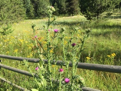 Carduus acanthoides acanthoides