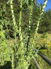 Carduus acanthoides acanthoides