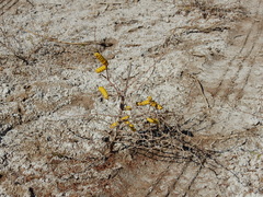 Prosopis strombulifera