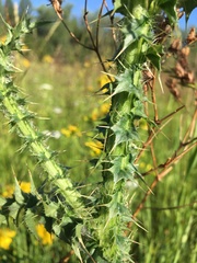 Carduus acanthoides acanthoides