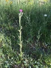 Carduus acanthoides acanthoides