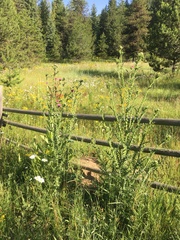 Carduus acanthoides acanthoides