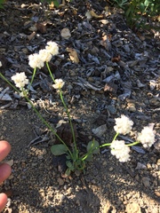 Eriogonum nudum nudum