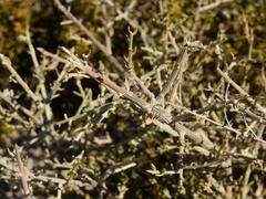 Cyclolepis genistoides