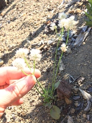 Eriogonum nudum nudum