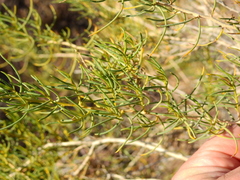 Senecio subulatus erectus
