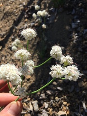 Eriogonum nudum nudum
