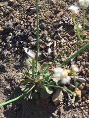 Eriogonum nudum nudum