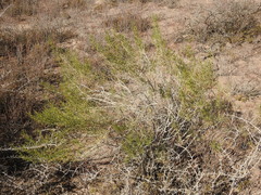 Senecio subulatus erectus