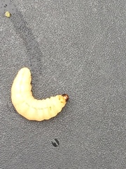 Eichlinia cucurbitae