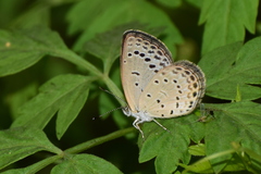 Pseudozizeeria maha