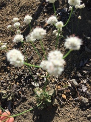 Eriogonum nudum nudum