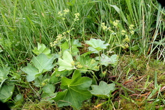 Alchemilla glabra