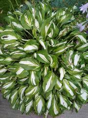 Hosta