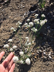 Eriogonum nudum nudum