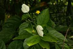 Pseudomussaenda stenocarpa