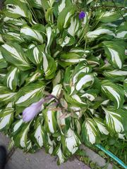 Hosta