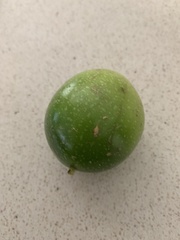 Passiflora edulis