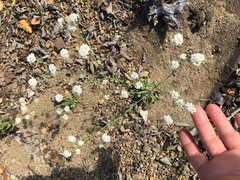 Eriogonum nudum nudum