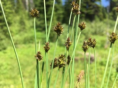 Carex illota