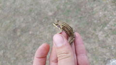 Rana amurensis
