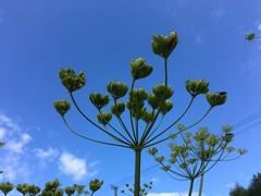 Heracleum sphondylium sibiricum