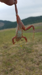 Rana amurensis