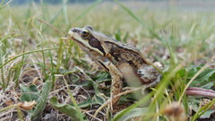 Rana amurensis