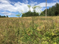 Heracleum sphondylium sibiricum