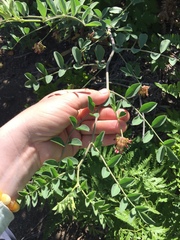 Hosackia crassifolia crassifolia
