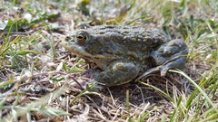 Strauchbufo raddei