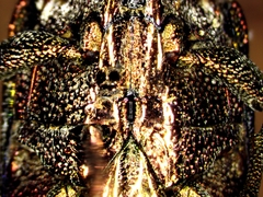 Dicerca