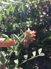 Hosackia crassifolia crassifolia