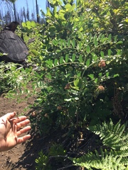 Hosackia crassifolia crassifolia