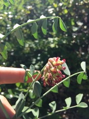 Hosackia crassifolia crassifolia