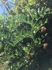 Hosackia crassifolia crassifolia
